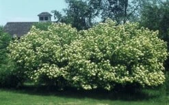 Nannyberry Viburnum - 3 Gallon Pot 12 Nannyberry Viburnum - 3 Gallon Pot -Garden Plant Seeds viburnum lentago nannyberry 4
