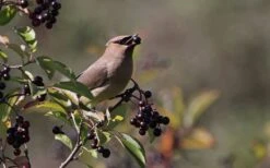 Nannyberry Viburnum - 3 Gallon Pot 13 Nannyberry Viburnum - 3 Gallon Pot -Garden Plant Seeds viburnum lentago nannyberry 5