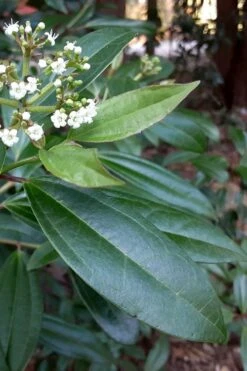 Moonlit Lace Viburnum - 6 Pack Of 1 Gallon Pots 12 Moonlit Lace Viburnum - 6 Pack Of 1 Gallon Pots -Garden Plant Seeds viburnum moonlit lace 5 1
