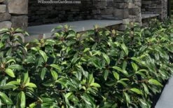 Moonlit Lace Viburnum - 6 Pack Of 1 Gallon Pots 11 Moonlit Lace Viburnum - 6 Pack Of 1 Gallon Pots -Garden Plant Seeds viburnum moonlit lace 9 1