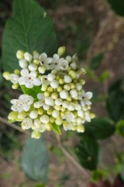 Nantucket Fragrant Snowball Viburnum - 3 Gallon Pot -Garden Plant Seeds viburnum nantucket 3