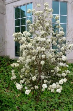 Nantucket Fragrant Snowball Viburnum - 3 Gallon Pot -Garden Plant Seeds viburnum nantucket 5
