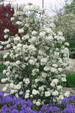 Nantucket Fragrant Snowball Viburnum - 3 Gallon Pot -Garden Plant Seeds viburnum nantucket 7