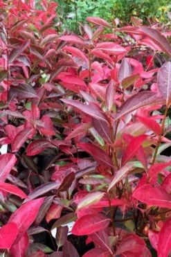 Winterthur Viburnum - 1 Gallon Pot 14 Winterthur Viburnum - 1 Gallon Pot -Garden Plant Seeds viburnum nudum winterthur 100