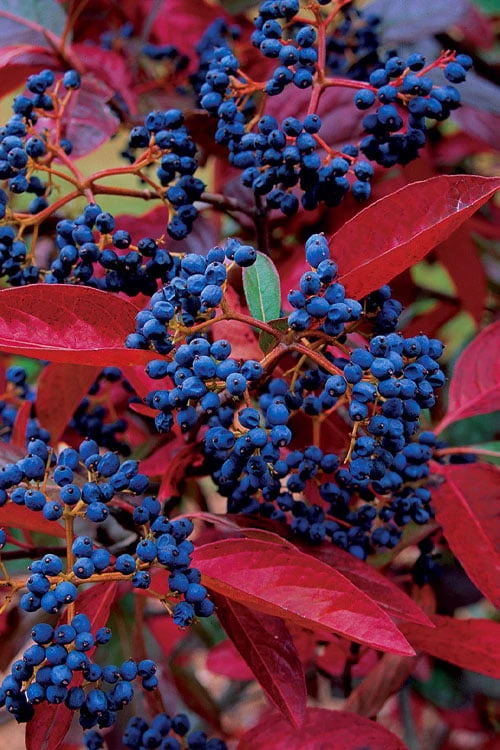Winterthur Viburnum - 1 Gallon Pot 3 Winterthur Viburnum - 1 Gallon Pot
