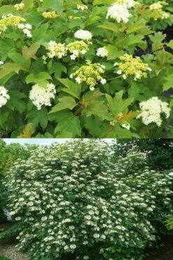 Dwarf European Cranberry Bush - 1 Gallon Pot 19 Dwarf European Cranberry Bush - 1 Gallon Pot -Garden Plant Seeds viburnum opulus compactum dwarf european cranberry bush 10