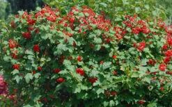 Dwarf European Cranberry Bush - 1 Gallon Pot 16 Dwarf European Cranberry Bush - 1 Gallon Pot -Garden Plant Seeds viburnum opulus compactum dwarf european cranberry bush 2