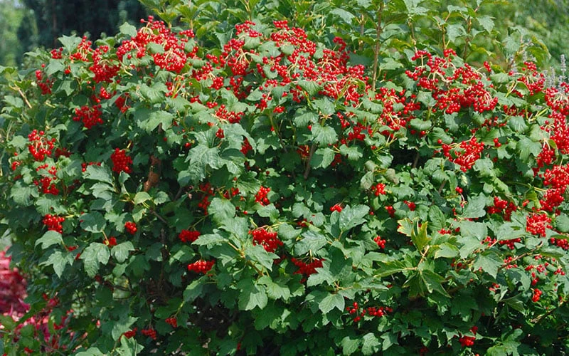 Dwarf European Cranberry Bush - 1 Gallon Pot 8 Dwarf European Cranberry Bush - 1 Gallon Pot - Image 6