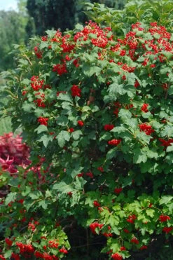 Dwarf European Cranberry Bush - 5 Gallon Pot 14 Dwarf European Cranberry Bush - 5 Gallon Pot -Garden Plant Seeds viburnum opulus compactum dwarf european cranberry bush 3 1