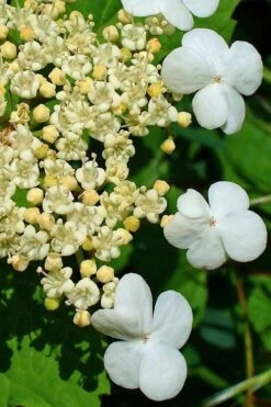 Dwarf European Cranberry Bush - 1 Gallon Pot 18 Dwarf European Cranberry Bush - 1 Gallon Pot -Garden Plant Seeds viburnum opulus compactum dwarf european cranberry bush 7