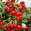 Dwarf European Cranberry Bush - 5 Gallon Pot -Garden Plant Seeds viburnum opulus compactum dwarf european cranberry bush 9 1
