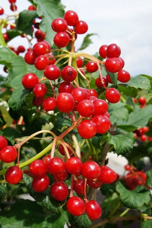 Dwarf European Cranberry Bush - 1 Gallon Pot 3 Dwarf European Cranberry Bush - 1 Gallon Pot