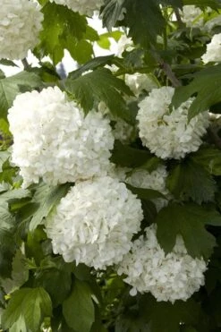 Eastern Snowball Viburnum Bush - 1 Gallon Pot -Garden Plant Seeds viburnum opulus sterile eastern snowball 2