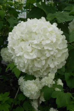 Eastern Snowball Viburnum Bush - 1 Gallon Pot -Garden Plant Seeds viburnum opulus sterile eastern snowball 3