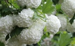 Eastern Snowball Viburnum Bush - 3 Gallon Pot -Garden Plant Seeds viburnum opulus sterile eastern snowball 4 1