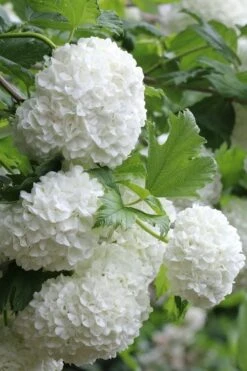 Eastern Snowball Viburnum Bush - 3 Gallon Pot -Garden Plant Seeds viburnum opulus sterile eastern snowball 5 1