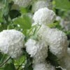 Eastern Snowball Viburnum Bush - 1 Gallon Pot -Garden Plant Seeds viburnum opulus sterile eastern snowball 6