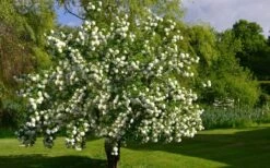 Eastern Snowball Viburnum Bush - 1 Gallon Pot -Garden Plant Seeds viburnum opulus sterile eastern snowball 9