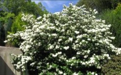 Japanese Snowball Bush (Viburnum Plicatum) - 2 Gallon Pot -Garden Plant Seeds viburnum plicatum japanese snowball bush flowers 15