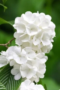 Japanese Snowball Bush (Viburnum Plicatum) - 2 Gallon Pot -Garden Plant Seeds viburnum plicatum japanese snowball flowers 10