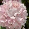 Kern's Pink Snowball Viburnum Bush - 2 Gallon Pot -Garden Plant Seeds viburnum plicatum kerns pink snowball 2