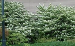 Japanese Doublefile Viburnum - 2 Gallon Pot -Garden Plant Seeds viburnum plicatum tomentosum japanese doublefile 1