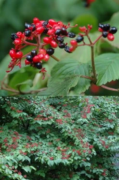 Japanese Doublefile Viburnum - 2 Gallon Pot -Garden Plant Seeds viburnum plicatum tomentosum japanese doublefile 2