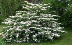 Japanese Doublefile Viburnum - 2 Gallon Pot -Garden Plant Seeds viburnum plicatum tomentosum japanese doublefile 4