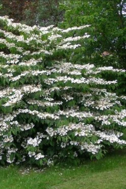 Japanese Doublefile Viburnum - 2 Gallon Pot -Garden Plant Seeds viburnum plicatum tomentosum japanese doublefile 5