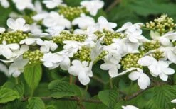Japanese Doublefile Viburnum - 2 Gallon Pot -Garden Plant Seeds viburnum plicatum tomentosum japanese doublefile 6