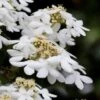 Japanese Doublefile Viburnum - 2 Gallon Pot -Garden Plant Seeds viburnum plicatum tomentosum japanese doublefile 7