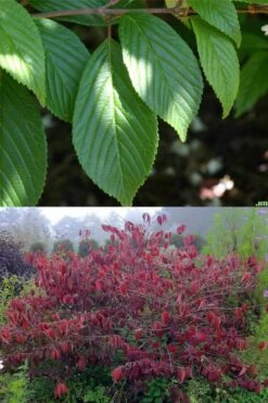 Japanese Doublefile Viburnum - 2 Gallon Pot -Garden Plant Seeds viburnum plicatum tomentosum japanese doublefile 9