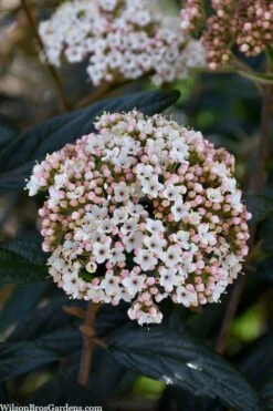 Prague Viburnum - 1 Gallon Pot 14 Prague Viburnum - 1 Gallon Pot -Garden Plant Seeds viburnum pragense prague 2 1