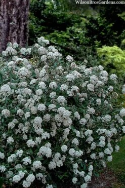 Prague Viburnum - 2.5 Quart Pot 13 Prague Viburnum - 2.5 Quart Pot -Garden Plant Seeds viburnum pragense prague 4