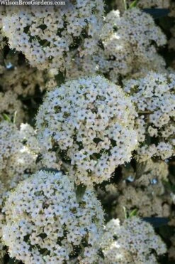 Prague Viburnum - 2.5 Quart Pot 15 Prague Viburnum - 2.5 Quart Pot -Garden Plant Seeds viburnum pragense prague 5