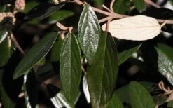 Prague Viburnum - 3 Gallon Pot 17 Prague Viburnum - 3 Gallon Pot -Garden Plant Seeds viburnum pragense prague 7 2