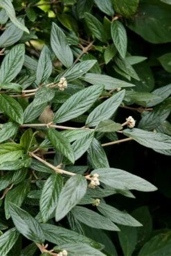 Prague Viburnum - 1 Gallon Pot 16 Prague Viburnum - 1 Gallon Pot -Garden Plant Seeds viburnum pragense prague 9 1