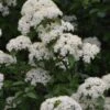 Blackhaw Viburnum - 2 Gallon Pot 1 Blackhaw Viburnum - 2 Gallon Pot -Garden Plant Seeds viburnum prunifolium black haw 12 1