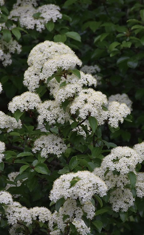 Blackhaw Viburnum - 2 Gallon Pot 3 Blackhaw Viburnum - 2 Gallon Pot