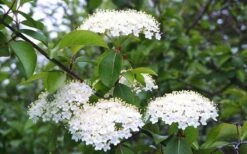 Blackhaw Viburnum - 2 Gallon Pot 15 Blackhaw Viburnum - 2 Gallon Pot -Garden Plant Seeds viburnum prunifolium black haw 4 1