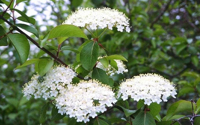 Blackhaw Viburnum - 2 Gallon Pot 8 Blackhaw Viburnum - 2 Gallon Pot - Image 6