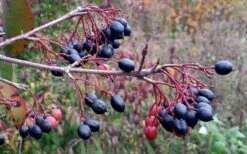 Blackhaw Viburnum - 2 Gallon Pot 14 Blackhaw Viburnum - 2 Gallon Pot -Garden Plant Seeds viburnum prunifolium black haw 5 1
