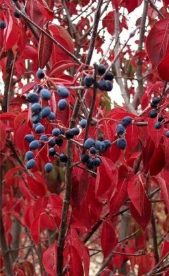 Blackhaw Viburnum - 3 Gallon Pot -Garden Plant Seeds viburnum prunifolium black haw 6