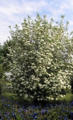 Blackhaw Viburnum - 3 Gallon Pot -Garden Plant Seeds viburnum prunifolium black haw 7