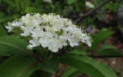 Blackhaw Viburnum - 3 Gallon Pot -Garden Plant Seeds viburnum prunifolium black haw 9