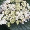 Alleghany Viburnum - 1 Gallon Pot -Garden Plant Seeds viburnum rhytidophylloides alleghany 2 thumbnail
