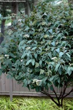 Alleghany Viburnum - 1 Gallon Pot -Garden Plant Seeds viburnum rhytidophylloides alleghany 3