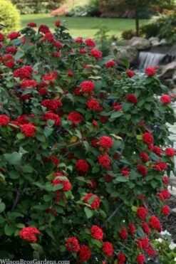 Red Balloon Viburnum - 3 Gallon Pot 12 Red Balloon Viburnum - 3 Gallon Pot -Garden Plant Seeds viburnum rhytidophylloides red balloon 2