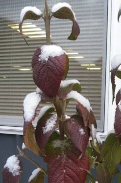 Red Balloon Viburnum - 3 Gallon Pot 13 Red Balloon Viburnum - 3 Gallon Pot -Garden Plant Seeds viburnum rhytidophylloides red balloon 4