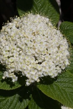 Red Balloon Viburnum - 3 Gallon Pot 11 Red Balloon Viburnum - 3 Gallon Pot -Garden Plant Seeds viburnum rhytidophylloides red balloon 5